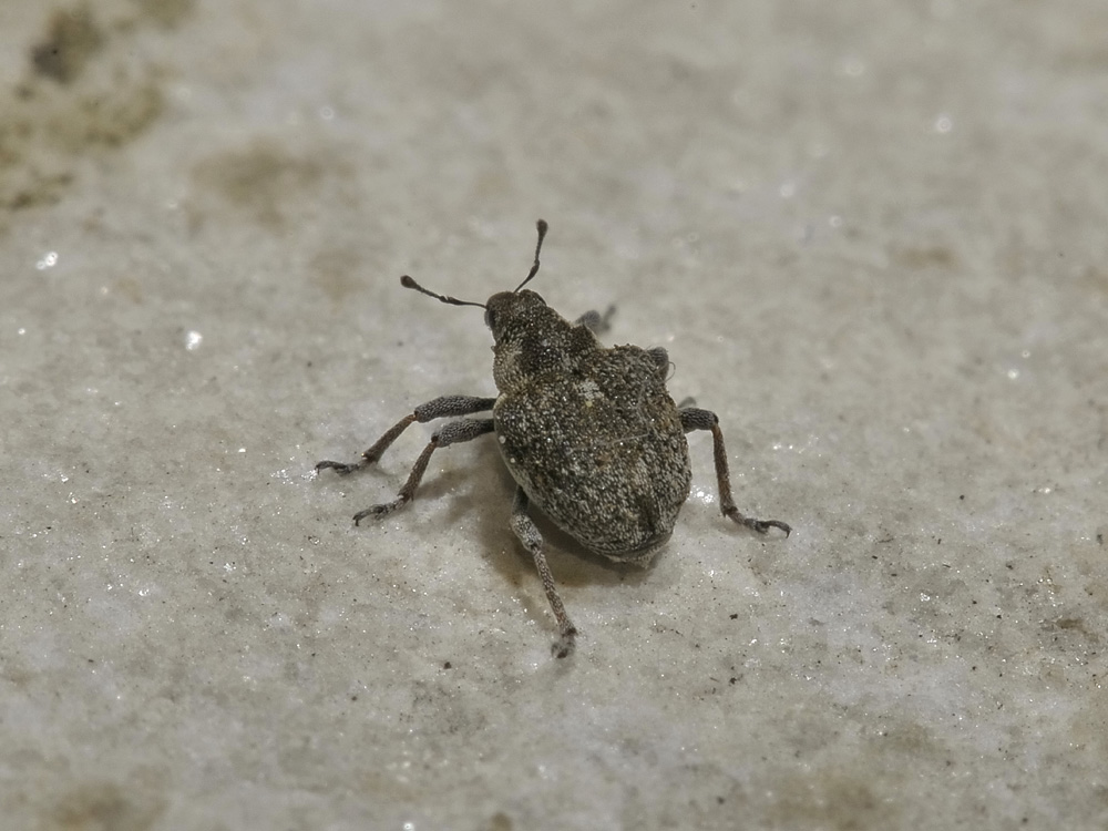 Neophytobius granatus - Curculionidae